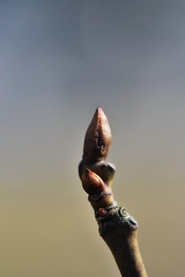 Staphylea pinnata - klokoč zpeřený - zimní pupeny 1